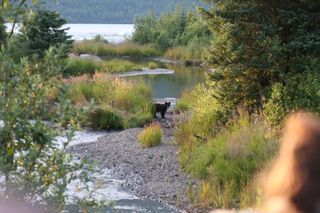 Checking out the bears aug 2007 (1) Checking out the bears aug 2007 (1)