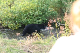 Checking out the bears aug 2007 (7) Checking out the bears aug 2007 (7)