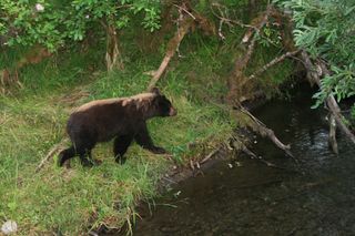 Checking out the bears aug 2007 (17) Checking out the bears aug 2007 (17)