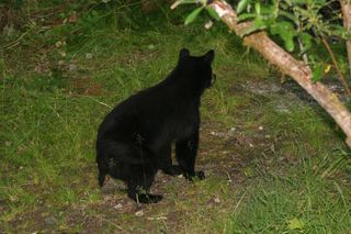Checking out the bears aug 2007 (41) Checking out the bears aug 2007 (41)